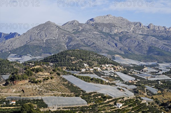 Medlar plantations