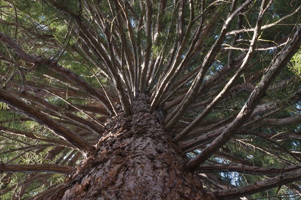 Top of a Giant Sequoia (Sequoiadendron giganteum)