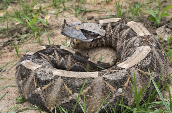 Gaboon Viper (Bitis gabonica)