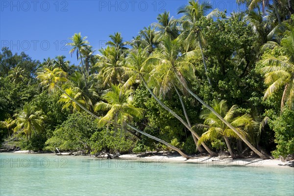 Lagoon with a sandy beach and palm trees