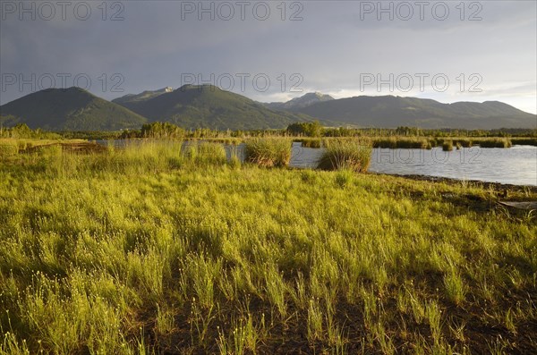 Rehabilitated peat mining area with Common Club-rush (Schoenoplectus lacustris)