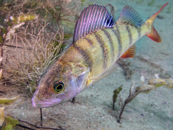 A European perch Perca fluviatilis) foraging on the lake bottom