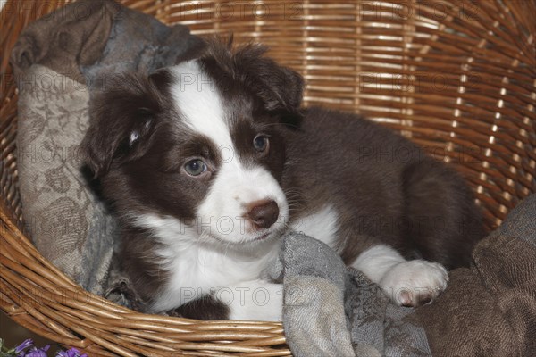 Miniature American Shepherd