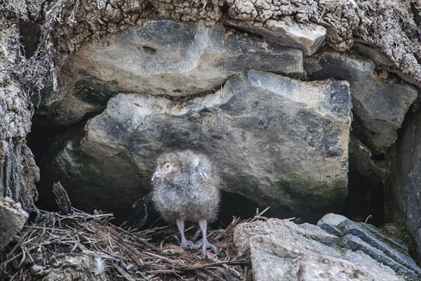 Snowy Sheathbill (Chionis alba)