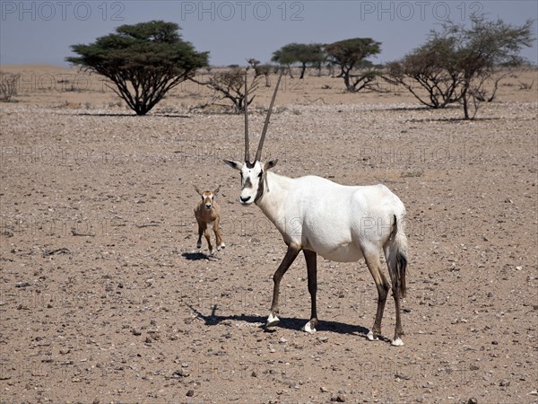 Arabian Oryx (Oryx leucoryx) with a calf