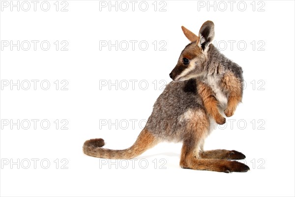 Yellow-Footed Rock-Wallaby (Petrogale xanthopus)