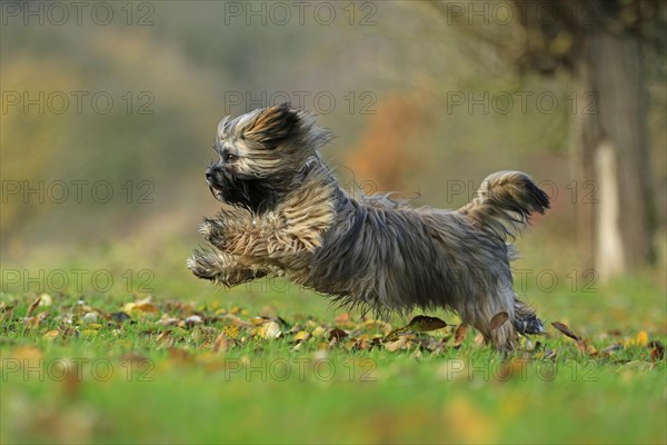 Lhasa Apso running