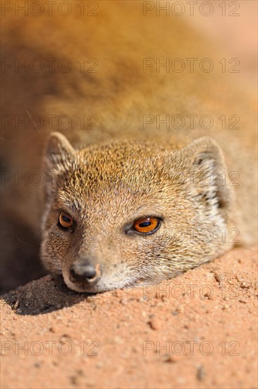 Yellow Mongoose (Cynictis penicillata)