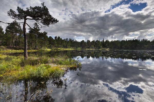 Lake at Karolinerleden