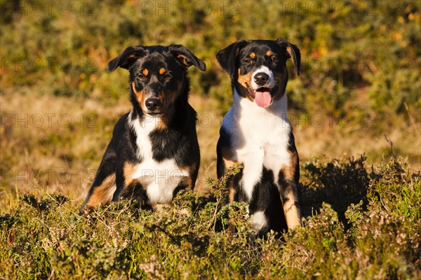 Appenzeller Sennenhund