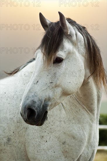 Lusitano horse