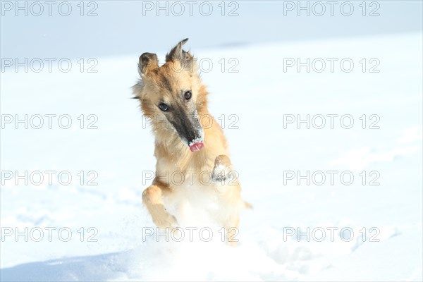 Longhaired Whippet or Silken Windsprite