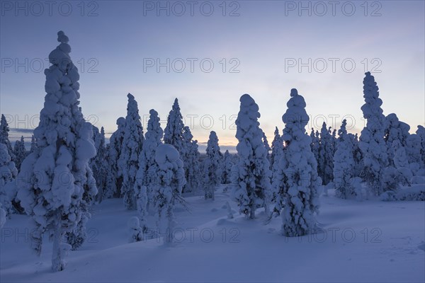 Finnish winter forest at dusk