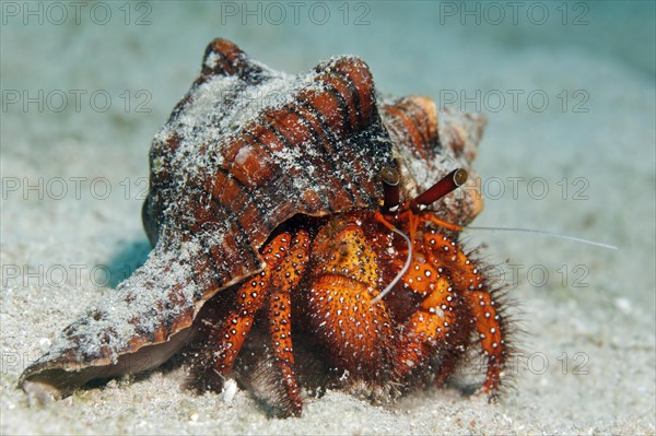 White-spotted Hermit Crab (Dardanus megistos) on sandy ocean bed