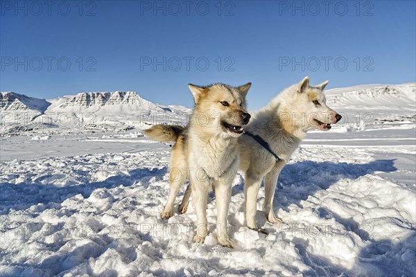 Two Greenland dogs on the sea ice