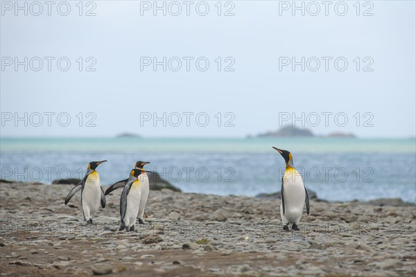 King Penguins (Aptenodytes patagonicus)