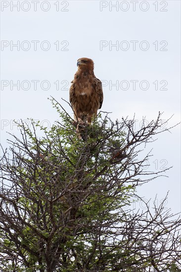 Tawny eagle (Aquila rapax)