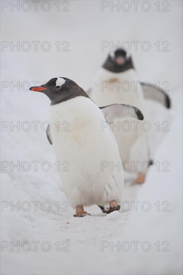 Gentoo penguins (Pygoscelis papua)