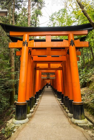 Torii or gates leading to the inner shrine