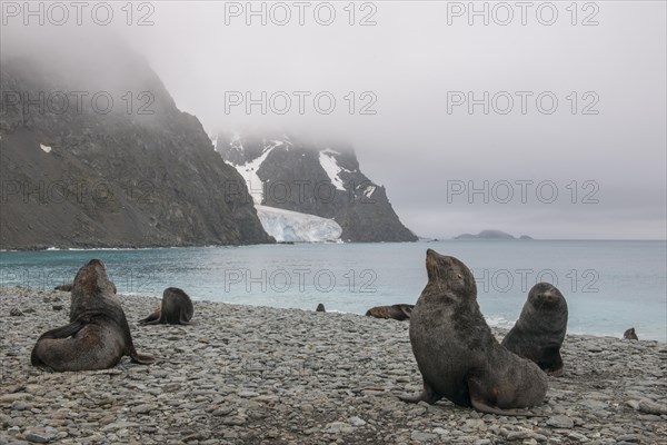 Antarctic Fur Seals (Arctocephalus gazella)