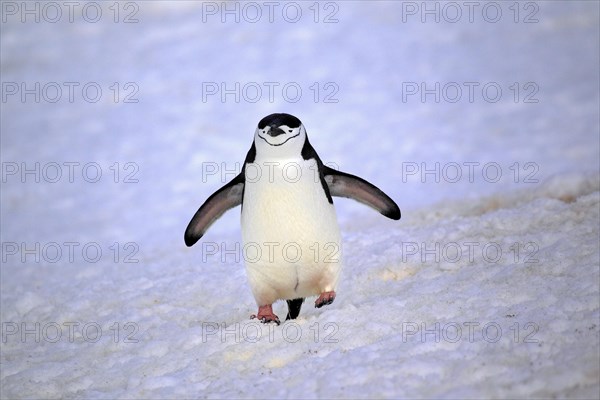 Chinstrap Penguin (Pygoscelis antarctica)