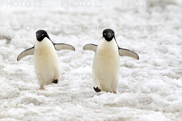 Adelie Penguins (Pygoscelis adeliae)