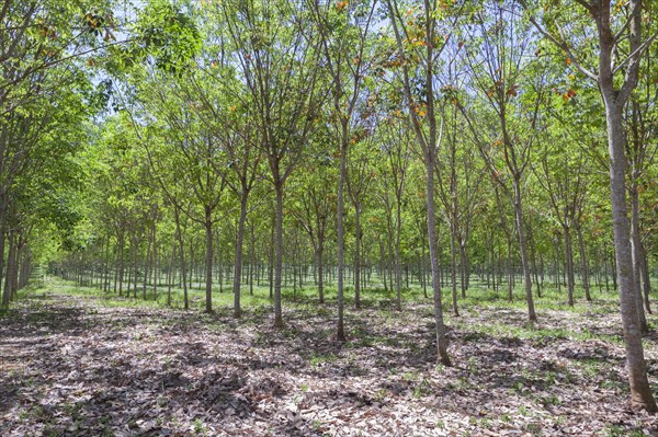 Rubber tree plantation