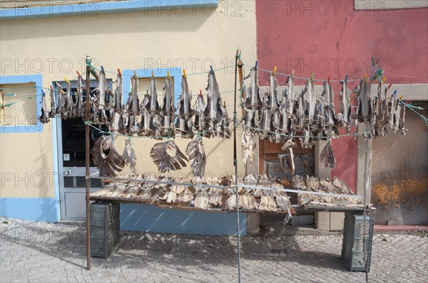 Cod fish drying