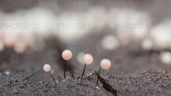 Slime Mould (Comatricha nigra) growing on wet deadwood