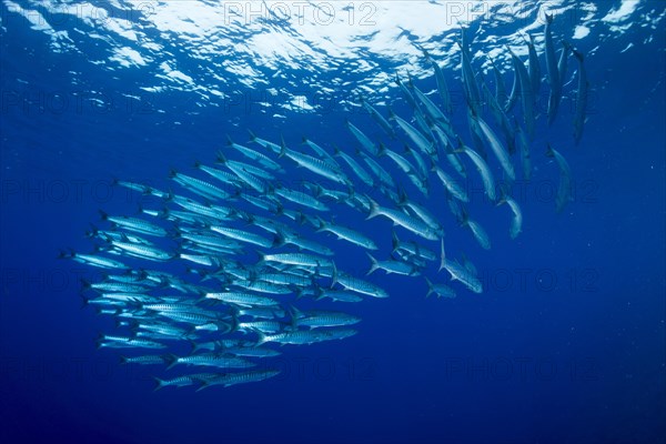 School of Blackfin Barracuda (Sphyraena qenie)