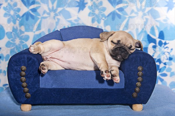 Sleeping Pug