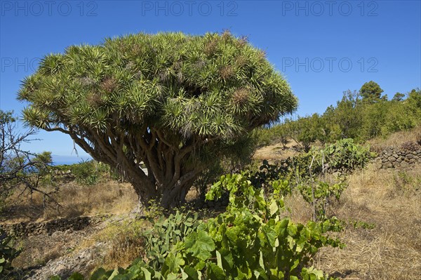 Canary Island Dragon Tree (Dracaena draco) on the north coast of La Palma