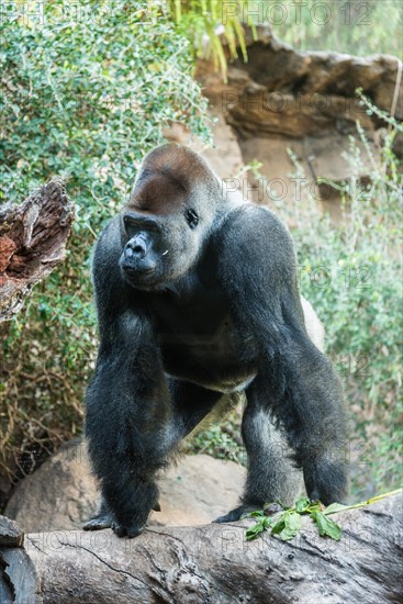 Silverback