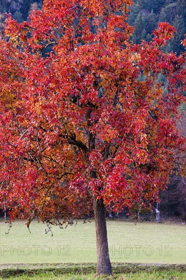 Apple tree in autumn