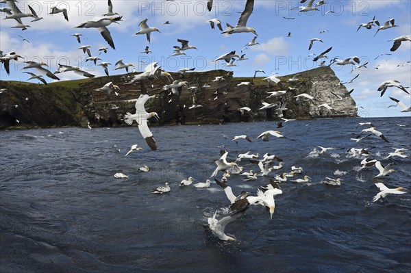 Gannets (Sula bassana) feeding on shoal of Mackerel in June