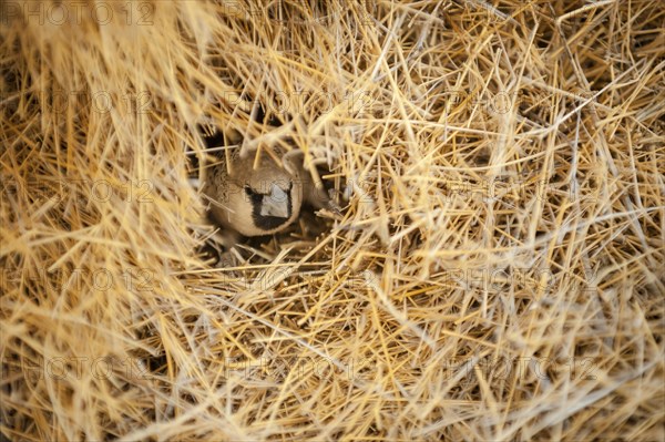 Sociable Weaver (Philetairus socius) at the entrance of its chamber