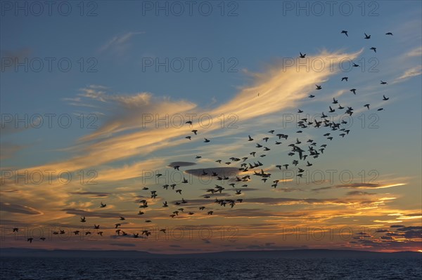 Flock of Auklets (Alcidae)