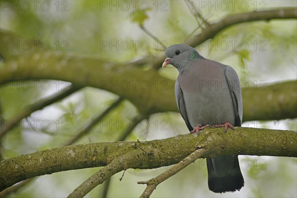 Stock Pigeon or Stock Dove (Columba oenas)