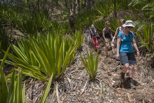 Hikers in the forest