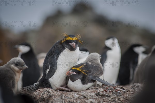 A pair of Macaroni Penguins (Eudyptes chrysolophus) breeds in a colony of Chinstrap penguins (Pygoscelis antarctica)