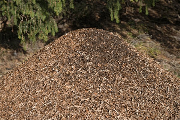 Anthill of the Big Red Wood Ant (Formica rufa)