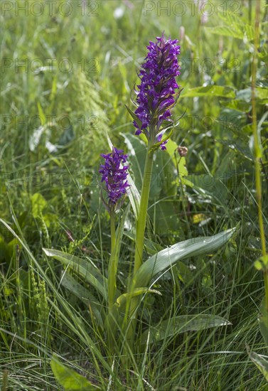 Broad-leaved Marsh Orchid (Dactylorhiza majalis)