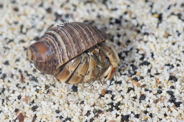 Galapagos Hermit Crab (Calcinus explorator)