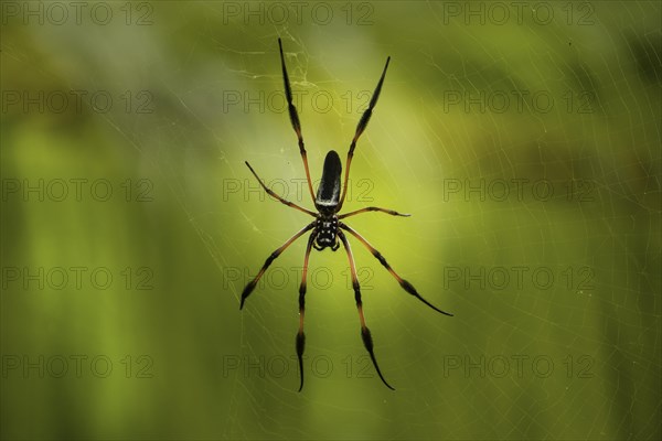 Red-legged Golden Orb-web Spider (Nephila inaurata)