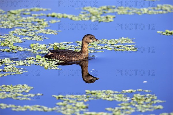 Grebe