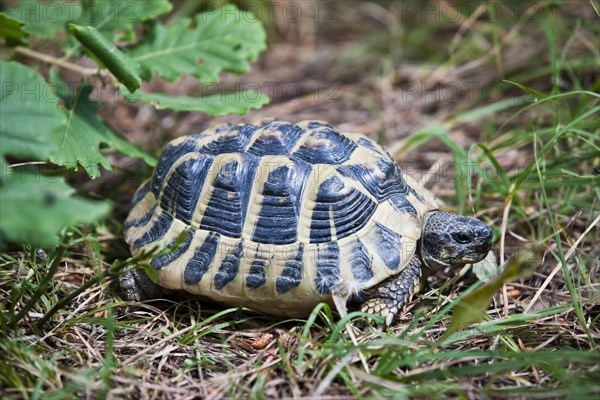 Hermann's tortoise (Testudo hermanni)