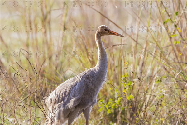 Young Indian Sarus Crane (Grus antigone antigone)