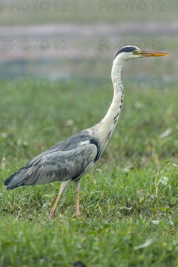 Grey Heron (Ardea cinerea)