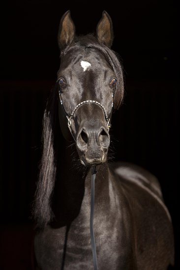 Arabian Thoroughbred Horse wearing a show halter