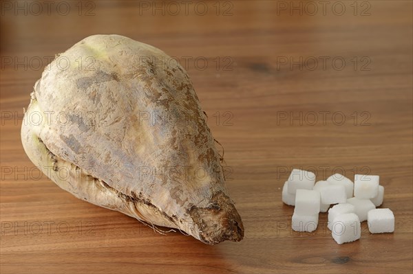 Sugar Beet (Beta vulgaris ssp. vulgaris var. altissima) and sugar cubes